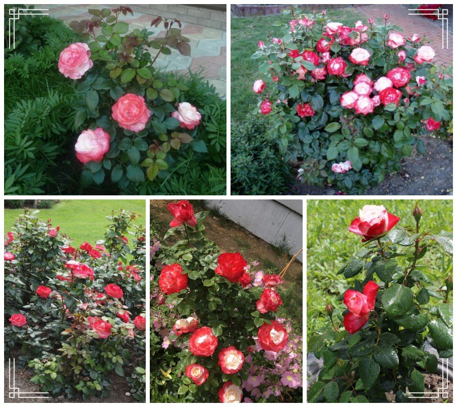 Nostalgie róże wielkokwiatowe